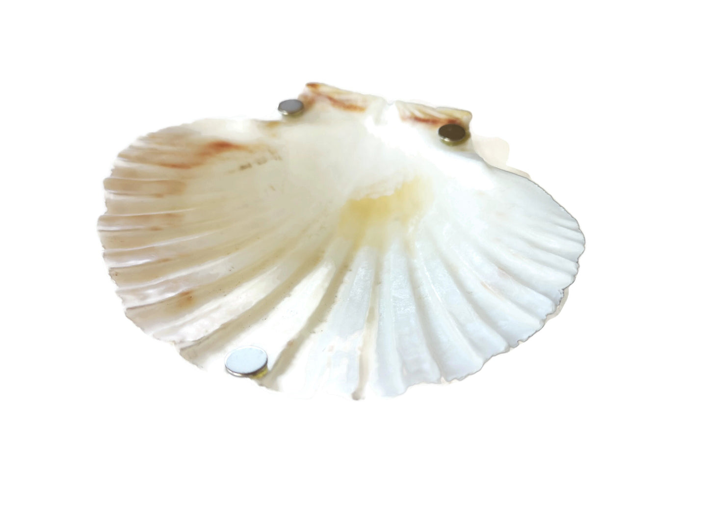 Extra Large Natural Sea Shell Fridge Magnets, Seashell Magnets For Refrigerator, Housewarming Gift For Women, Mom Birthday Gift Idea - Ceramica Ana Rafael