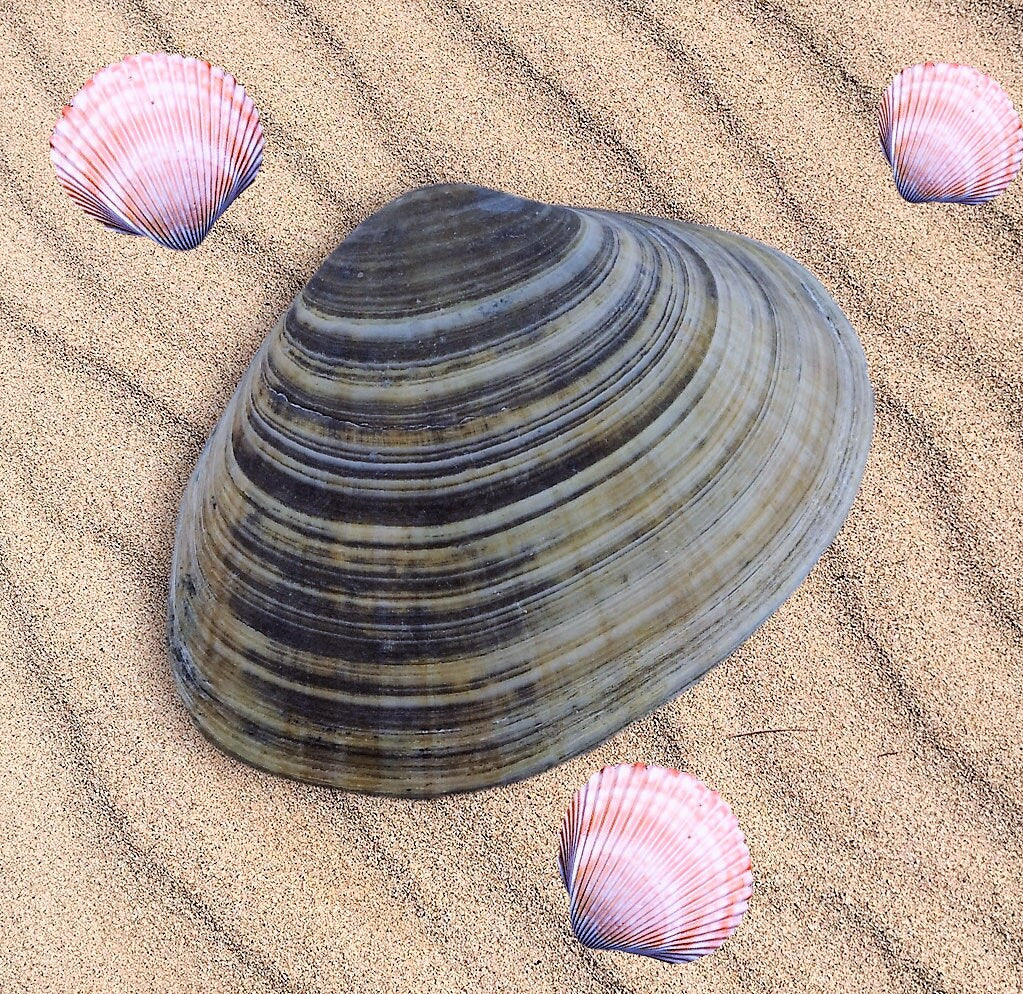 Big Natural Seashell Refrigerator Magnets For Kitchen Decor, Coastal Fridge Magnets, Christmas Stocking Stuffers Idea - Ceramica Ana Rafael