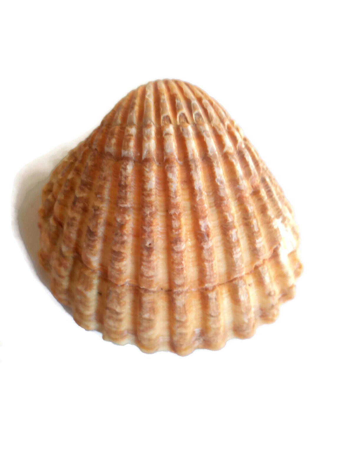 REFRIGERATOR MAGNET, BEACH Magnet, Nature Magnets, Beach Lovers Gift, Cute Natural Shell Beach Wedding Favors, Mothers Day Gift - Ceramica Ana Rafael