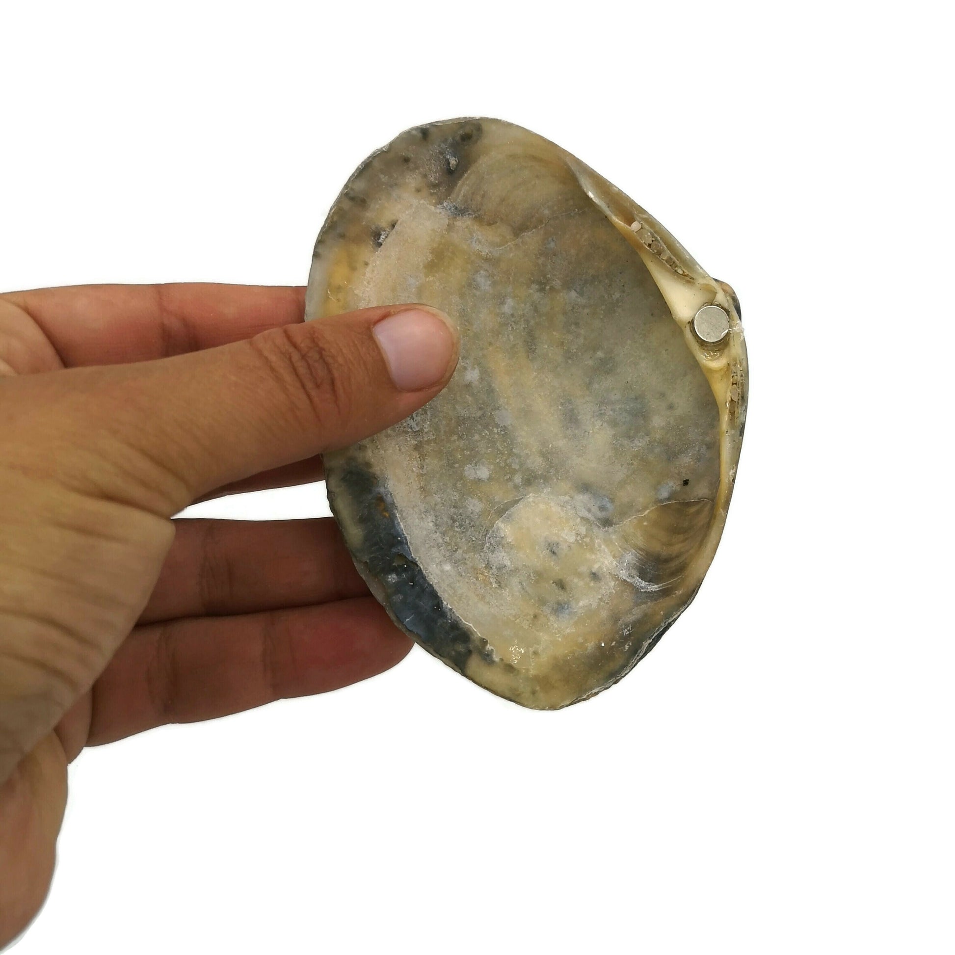 Big Natural Seashell Refrigerator Magnets For Kitchen Decor, Coastal Fridge Magnets, Christmas Stocking Stuffers Idea - Ceramica Ana Rafael