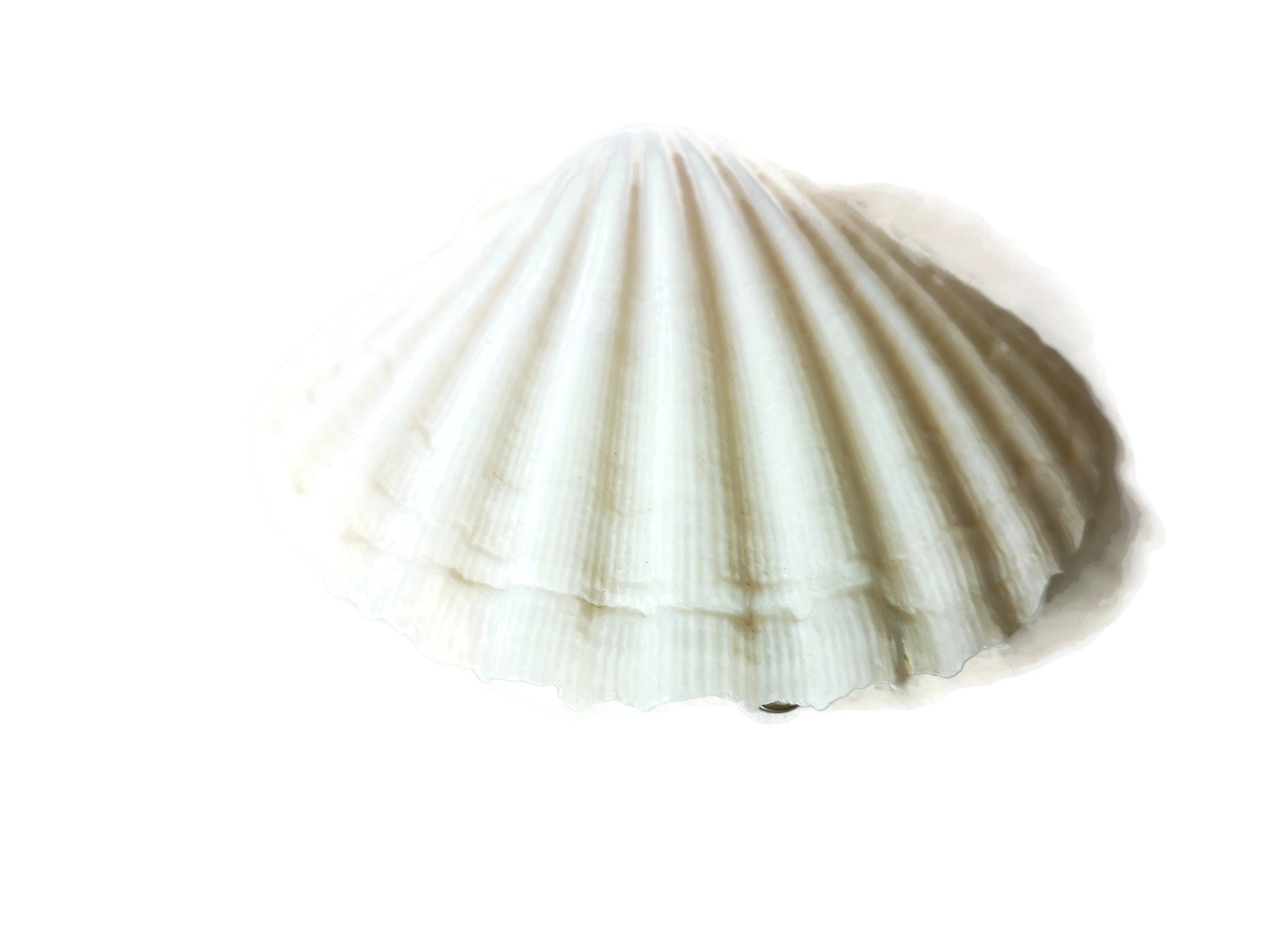 Extra Large Natural Sea Shell Fridge Magnets, Seashell Magnets For Refrigerator, Housewarming Gift For Women, Mom Birthday Gift Idea - Ceramica Ana Rafael