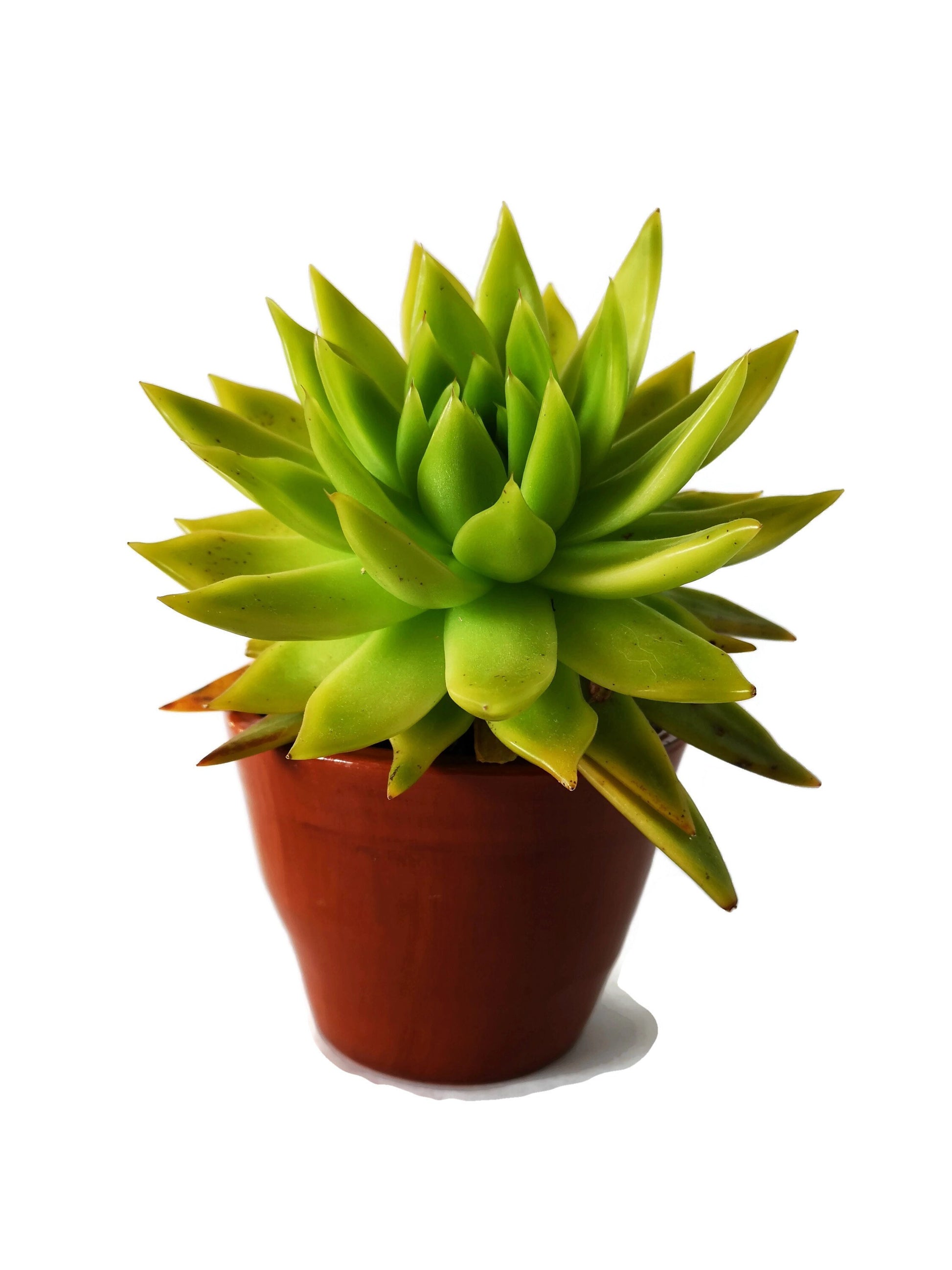 Handmade Ceramic Planter, Decorative Terracotta Cache Pot For Flowers, New Home Gift - Ceramica Ana Rafael