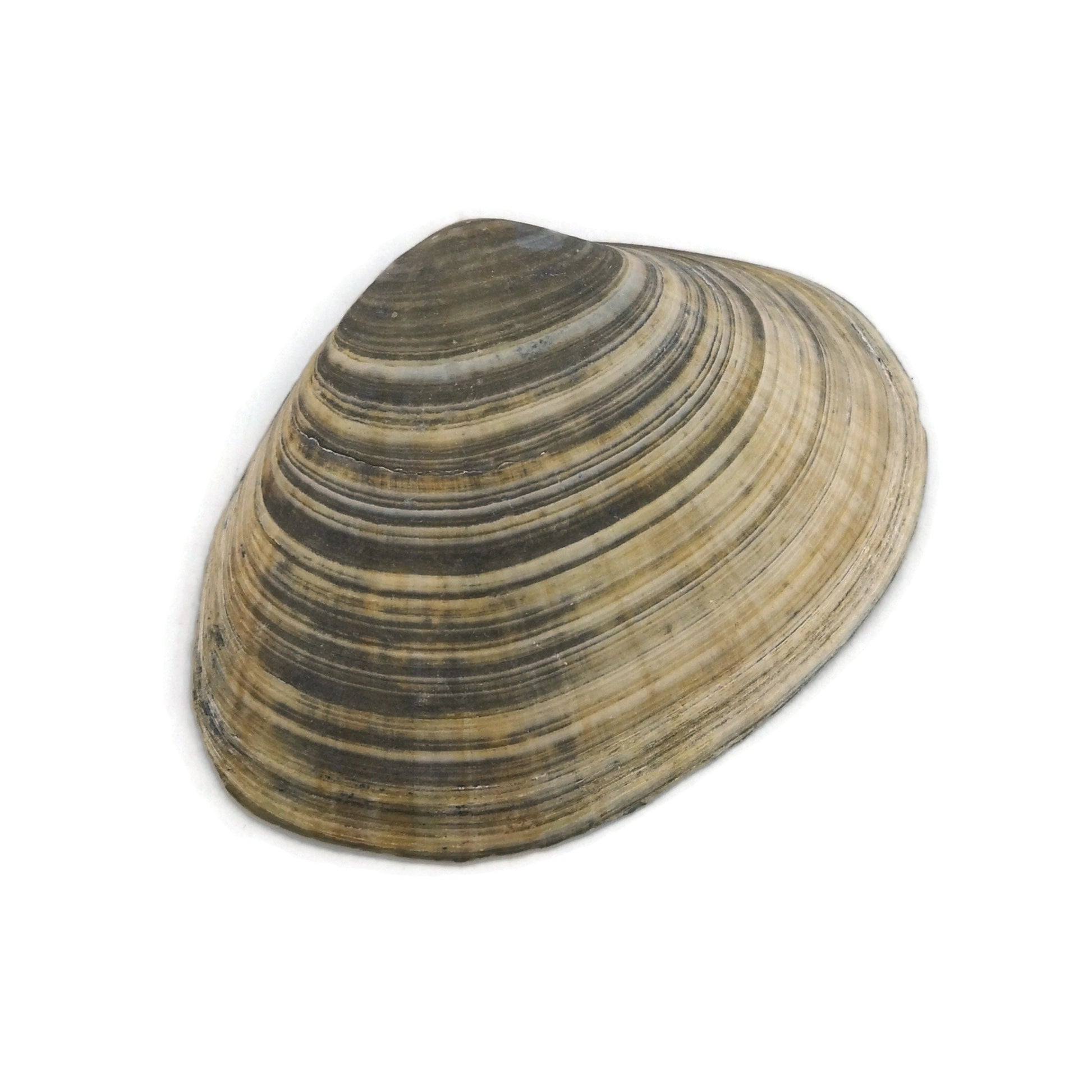 Big Natural Seashell Refrigerator Magnets For Kitchen Decor, Coastal Fridge Magnets, Christmas Stocking Stuffers Idea - Ceramica Ana Rafael