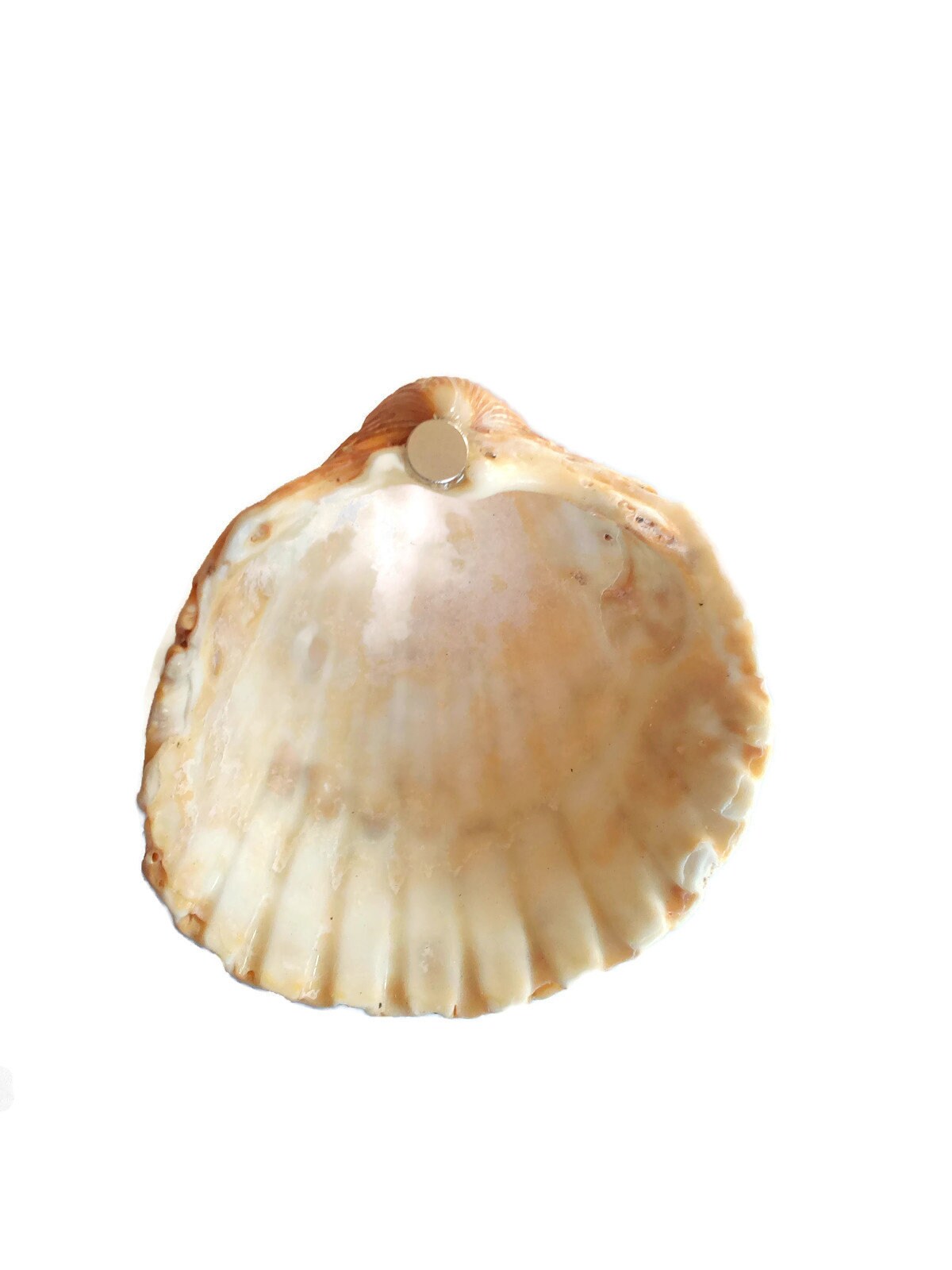 REFRIGERATOR MAGNET, BEACH Magnet, Nature Magnets, Beach Lovers Gift, Cute Natural Shell Beach Wedding Favors, Mothers Day Gift - Ceramica Ana Rafael