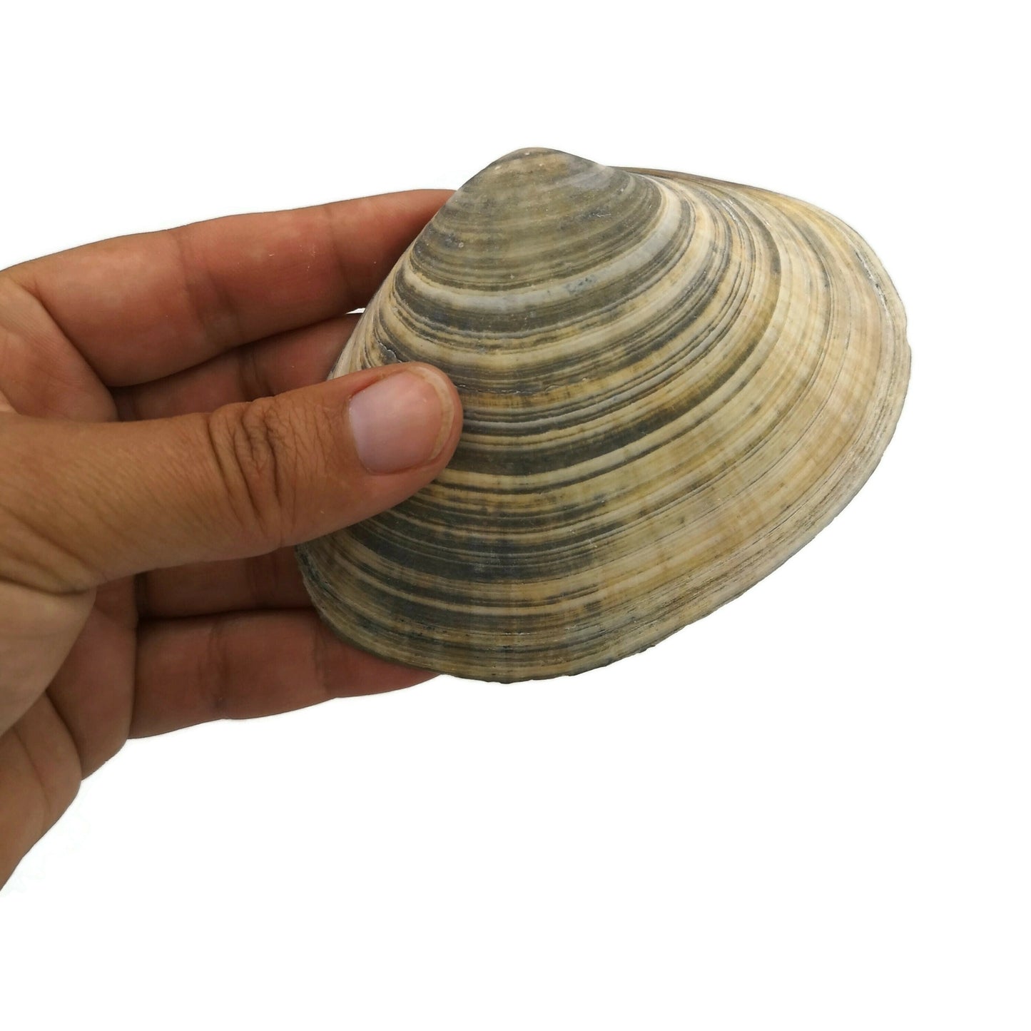 Big Natural Seashell Refrigerator Magnets For Kitchen Decor, Coastal Fridge Magnets, Christmas Stocking Stuffers Idea - Ceramica Ana Rafael