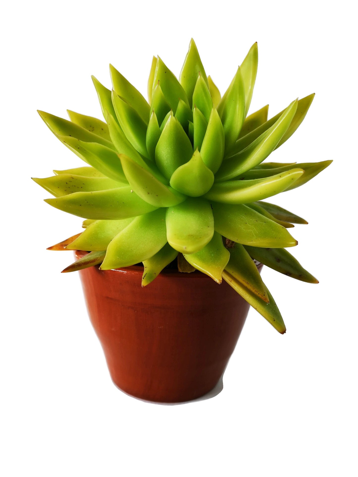 Handmade Ceramic Planter, Decorative Terracotta Cache Pot For Flowers, New Home Gift - Ceramica Ana Rafael