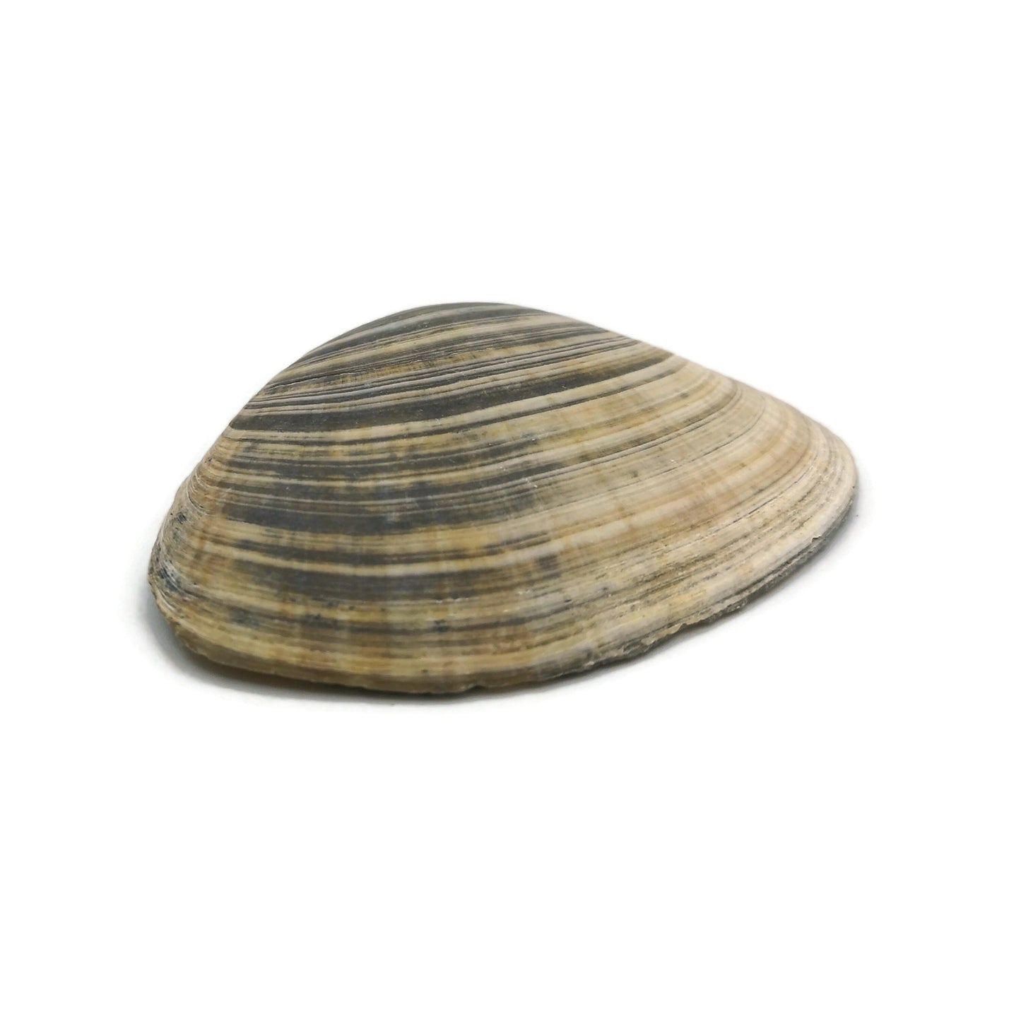 Big Natural Seashell Refrigerator Magnets For Kitchen Decor, Coastal Fridge Magnets, Christmas Stocking Stuffers Idea - Ceramica Ana Rafael