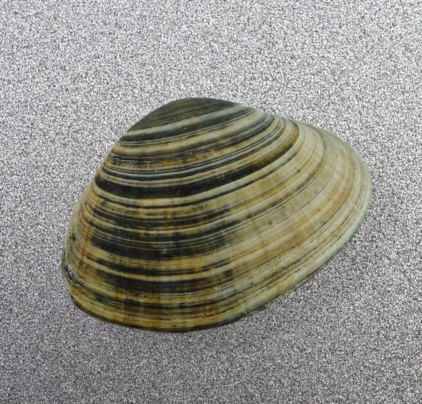 Big Natural Seashell Refrigerator Magnets For Kitchen Decor, Coastal Fridge Magnets, Christmas Stocking Stuffers Idea - Ceramica Ana Rafael