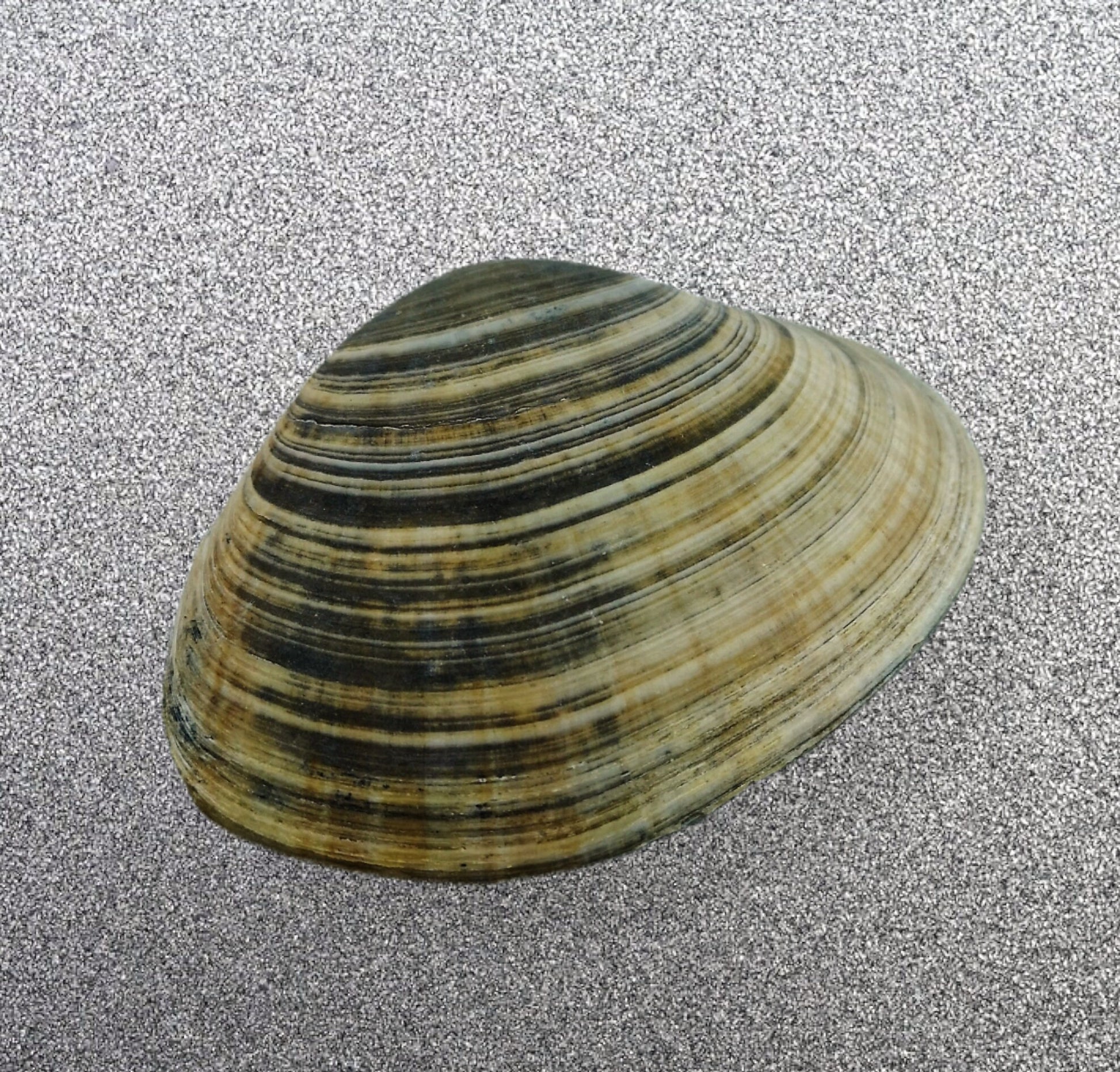 Big Natural Seashell Refrigerator Magnets For Kitchen Decor, Coastal Fridge Magnets, Christmas Stocking Stuffers Idea - Ceramica Ana Rafael