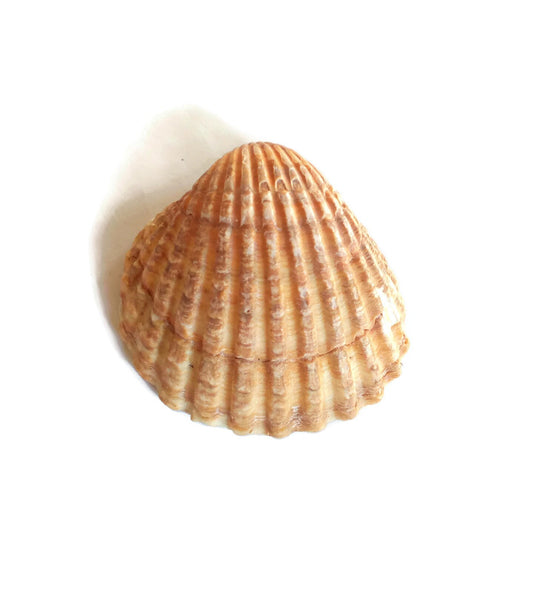 REFRIGERATOR MAGNET, BEACH Magnet, Nature Magnets, Beach Lovers Gift, Cute Natural Shell Beach Wedding Favors, Mothers Day Gift - Ceramica Ana Rafael