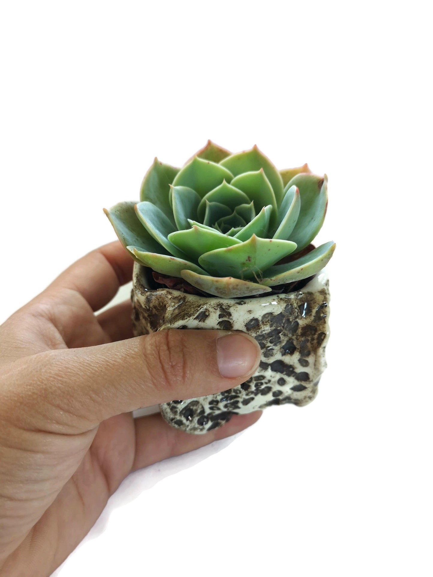 SMALL SUCCULENT POT, Ceramic Cute Vase, Modern Sculptural Textured Cactus Planter For Farmhouse Decor Neutral Small Gifts - Ceramica Ana Rafael