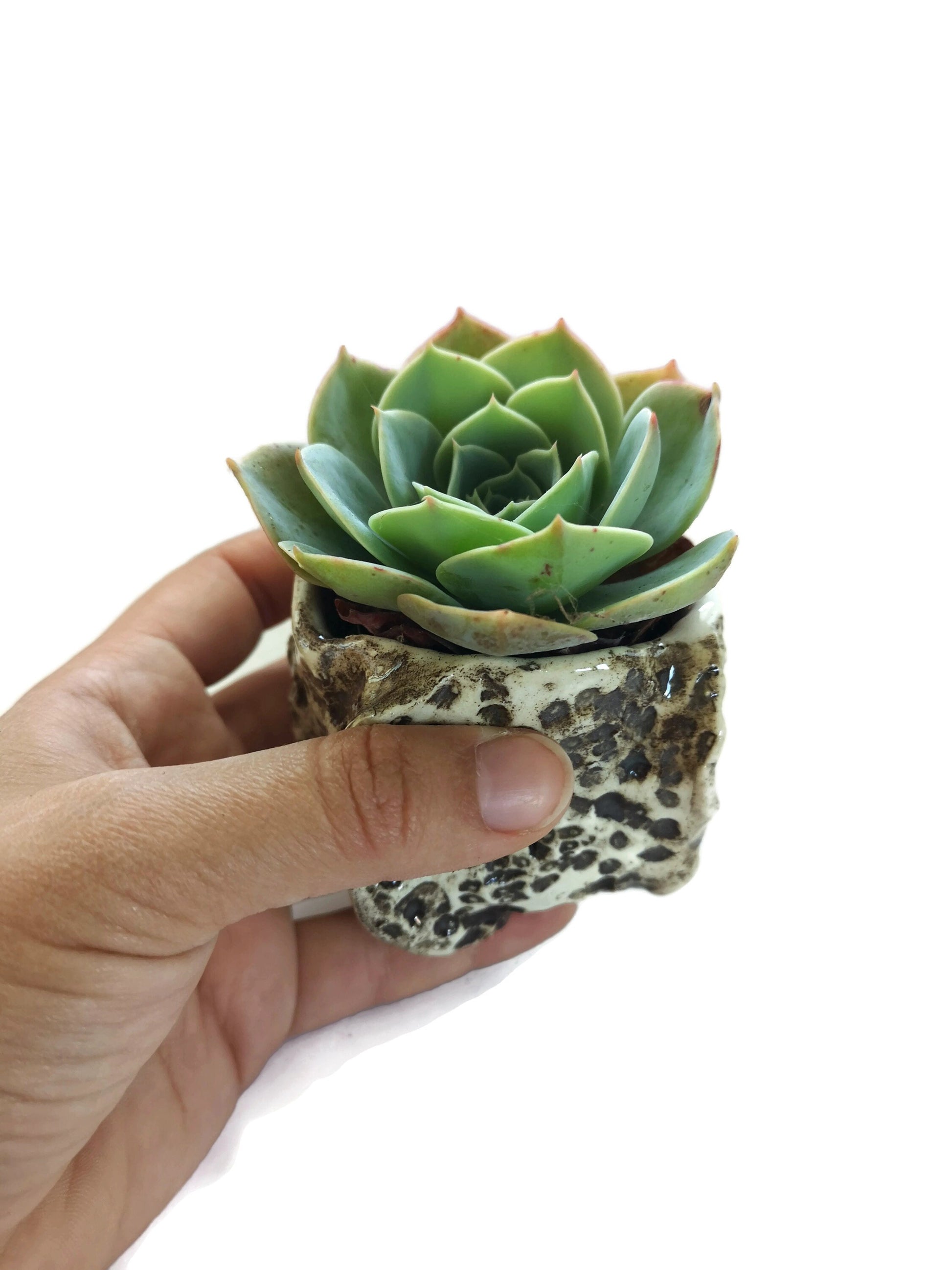 SMALL SUCCULENT POT, Ceramic Cute Vase, Modern Sculptural Textured Cactus Planter For Farmhouse Decor Neutral Small Gifts - Ceramica Ana Rafael