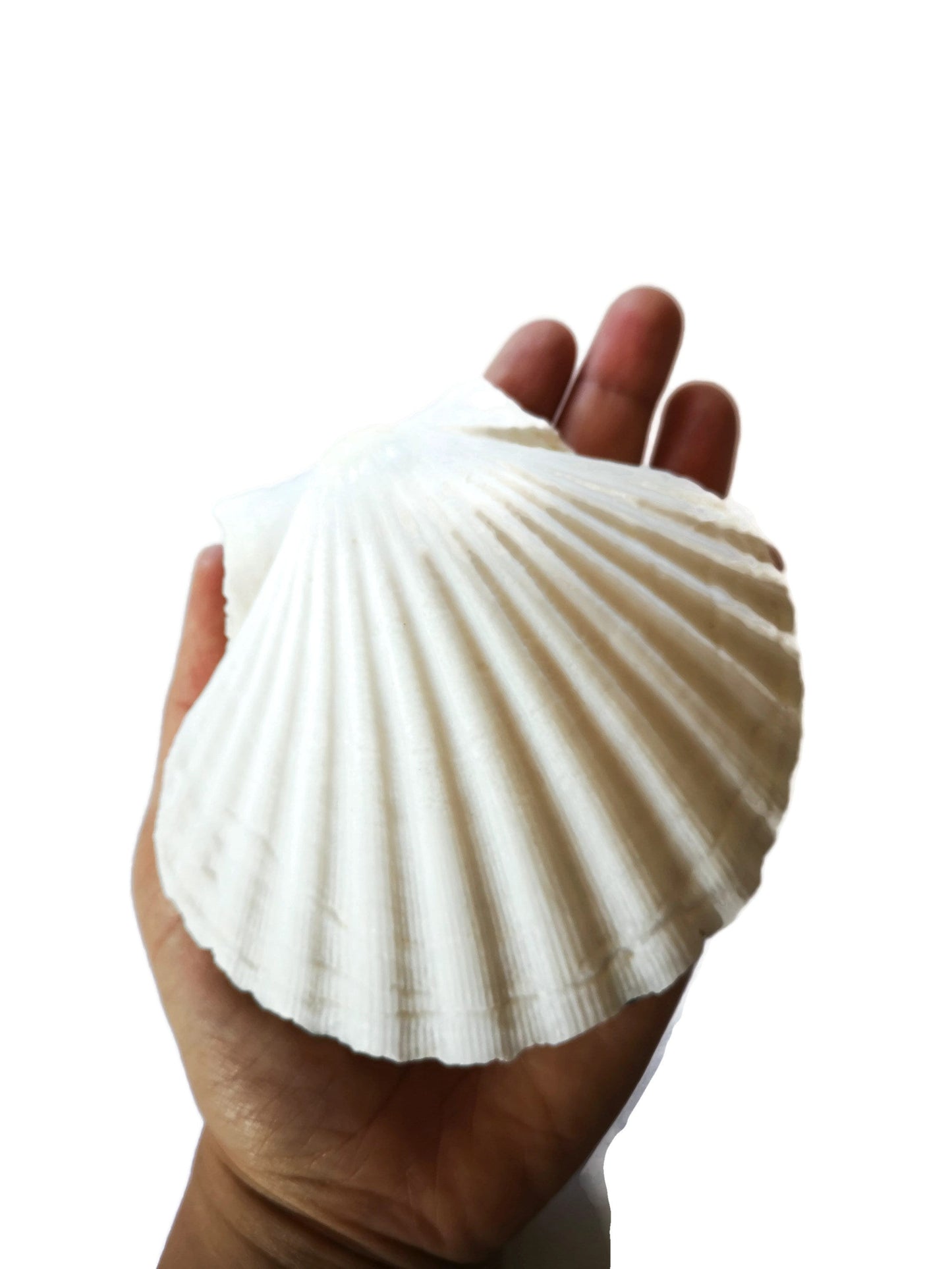 Extra Large Natural Sea Shell Fridge Magnets, Seashell Magnets For Refrigerator, Housewarming Gift For Women, Mom Birthday Gift Idea - Ceramica Ana Rafael