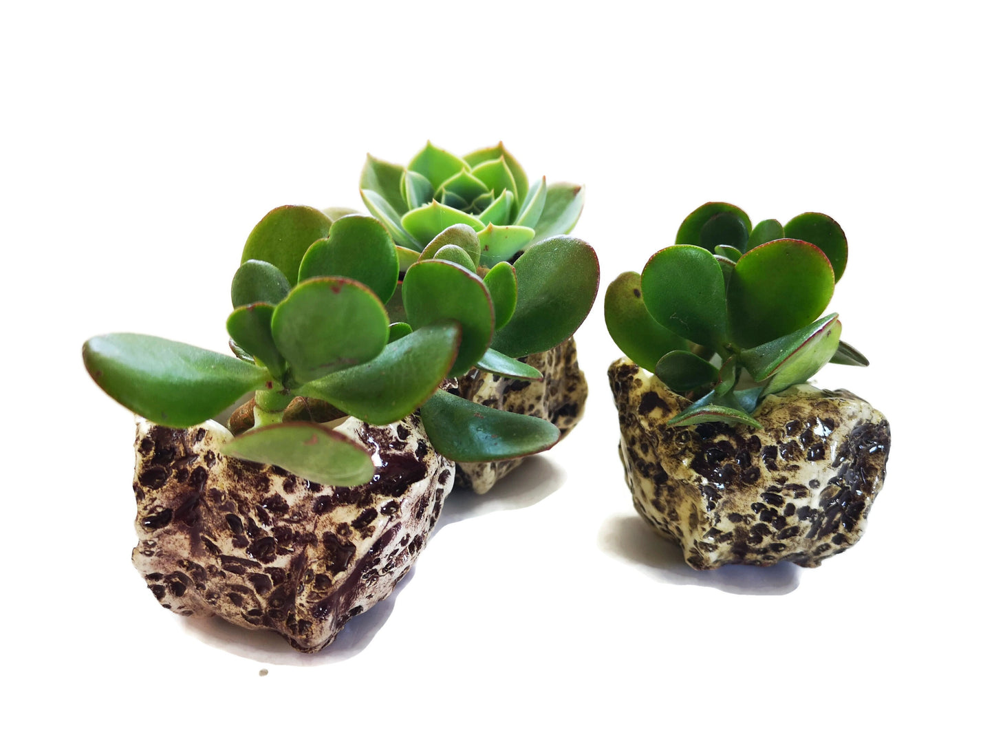 SMALL SUCCULENT POT, Ceramic Cute Vase, Modern Sculptural Textured Cactus Planter For Farmhouse Decor Neutral Small Gifts - Ceramica Ana Rafael