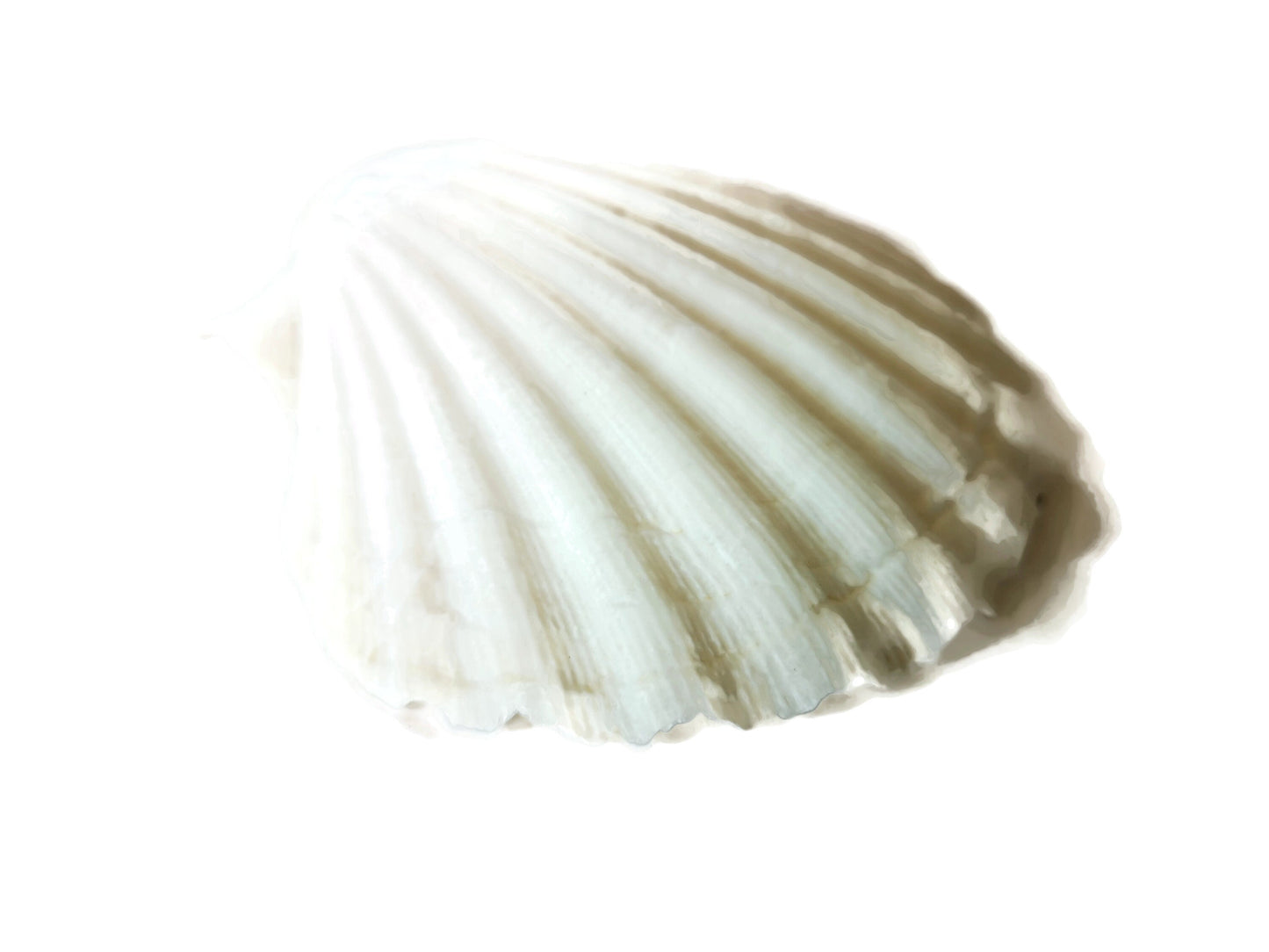 Extra Large Natural Sea Shell Fridge Magnets, Seashell Magnets For Refrigerator, Housewarming Gift For Women, Mom Birthday Gift Idea - Ceramica Ana Rafael