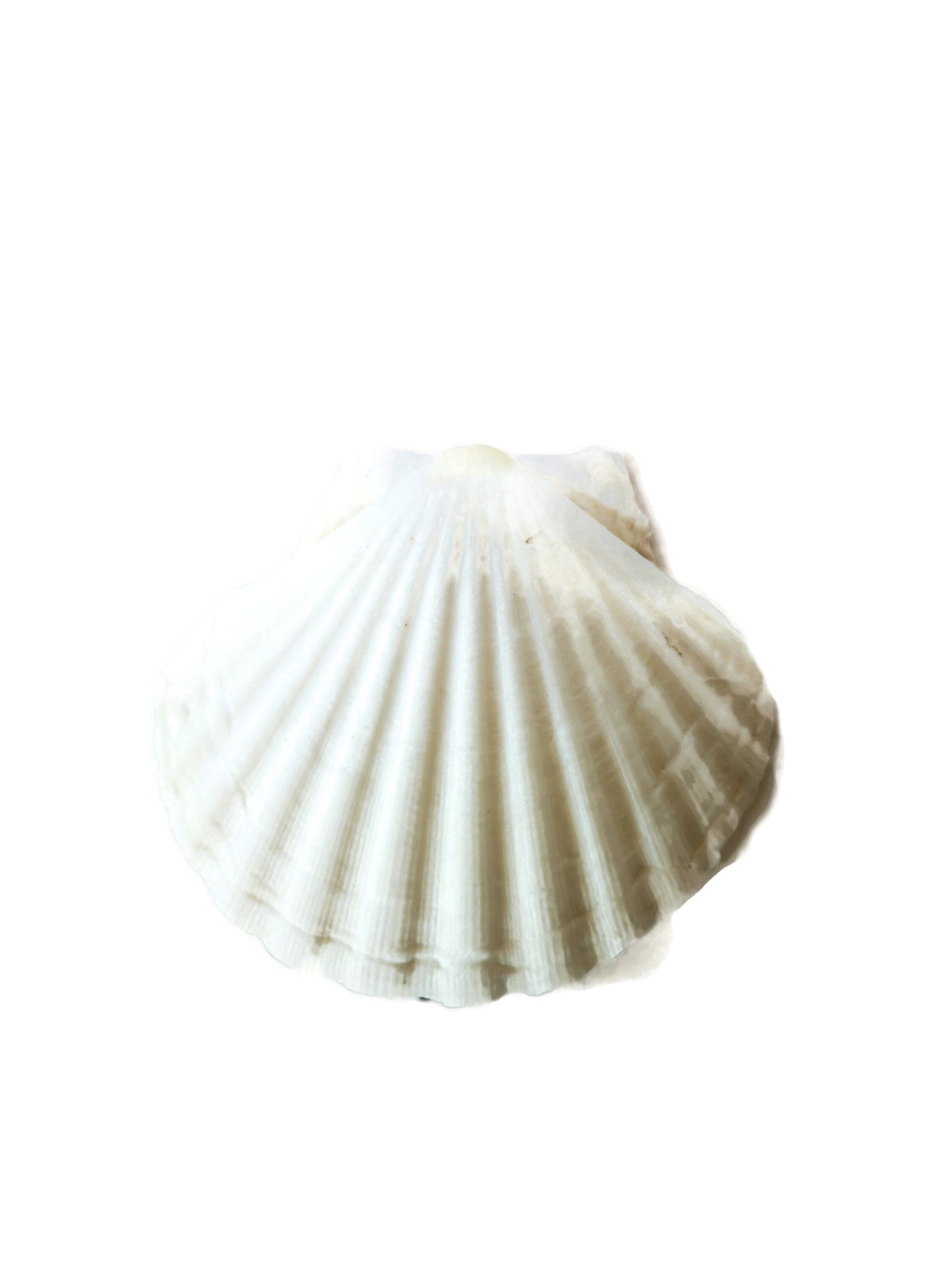 Extra Large Natural Sea Shell Fridge Magnets, Seashell Magnets For Refrigerator, Housewarming Gift For Women, Mom Birthday Gift Idea - Ceramica Ana Rafael