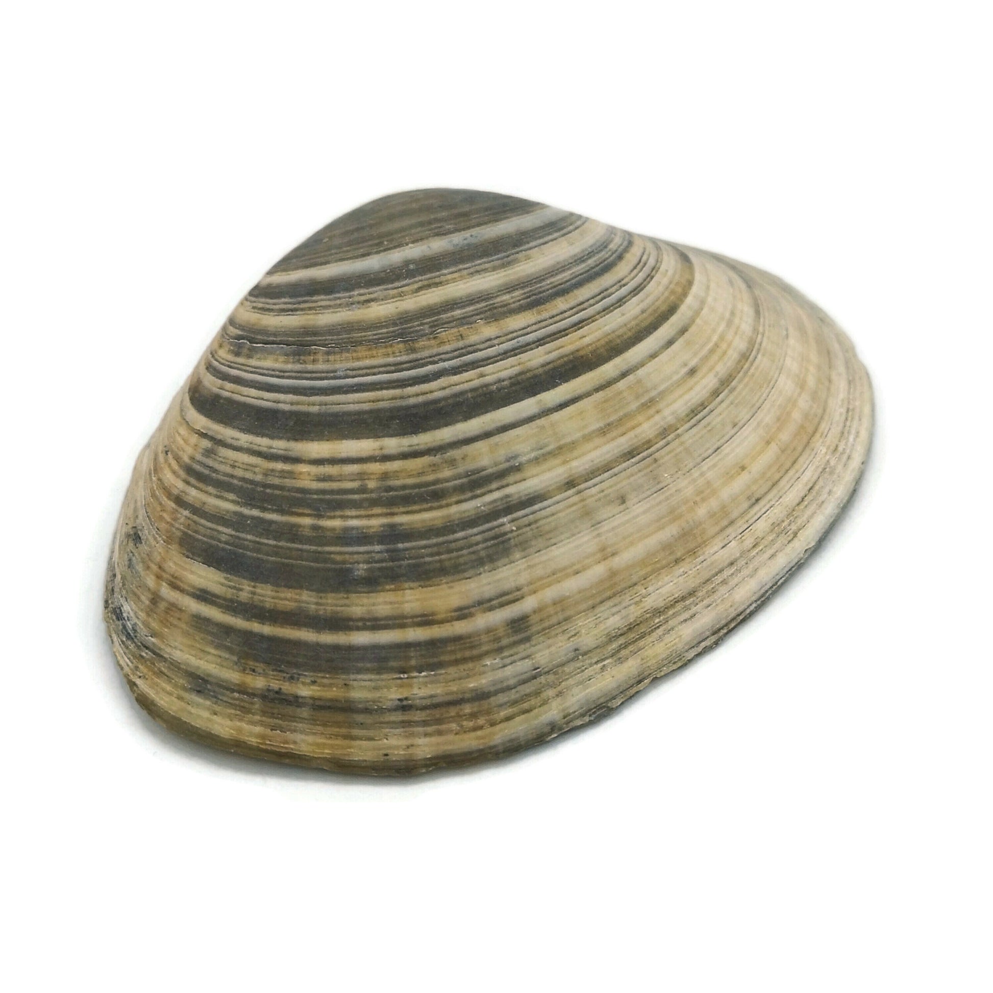 Big Natural Seashell Refrigerator Magnets For Kitchen Decor, Coastal Fridge Magnets, Christmas Stocking Stuffers Idea - Ceramica Ana Rafael