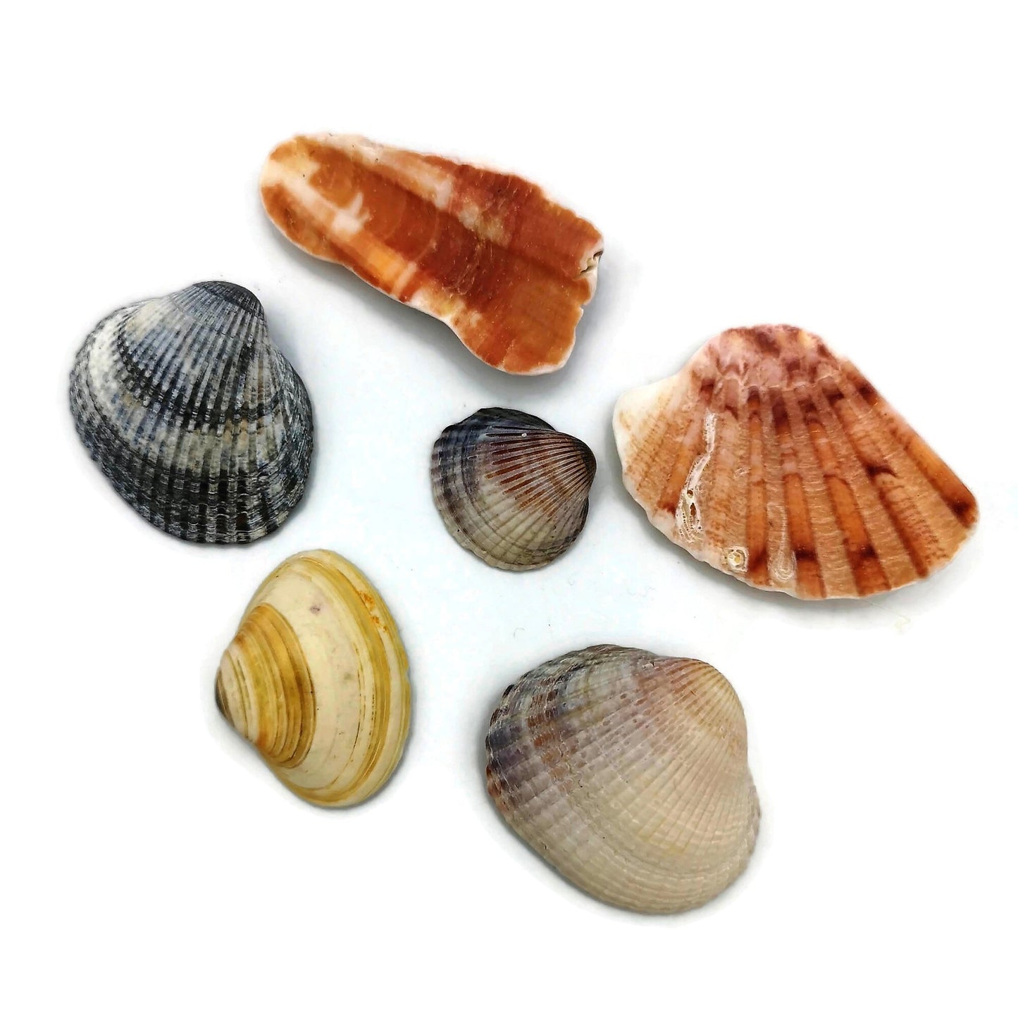 Sea Shells Magnets Set, Housewarming Gift For Men, Fridge Magnets, Mothers Day Gift For Grandma, Refrigerator Magnets - Ceramica Ana Rafael