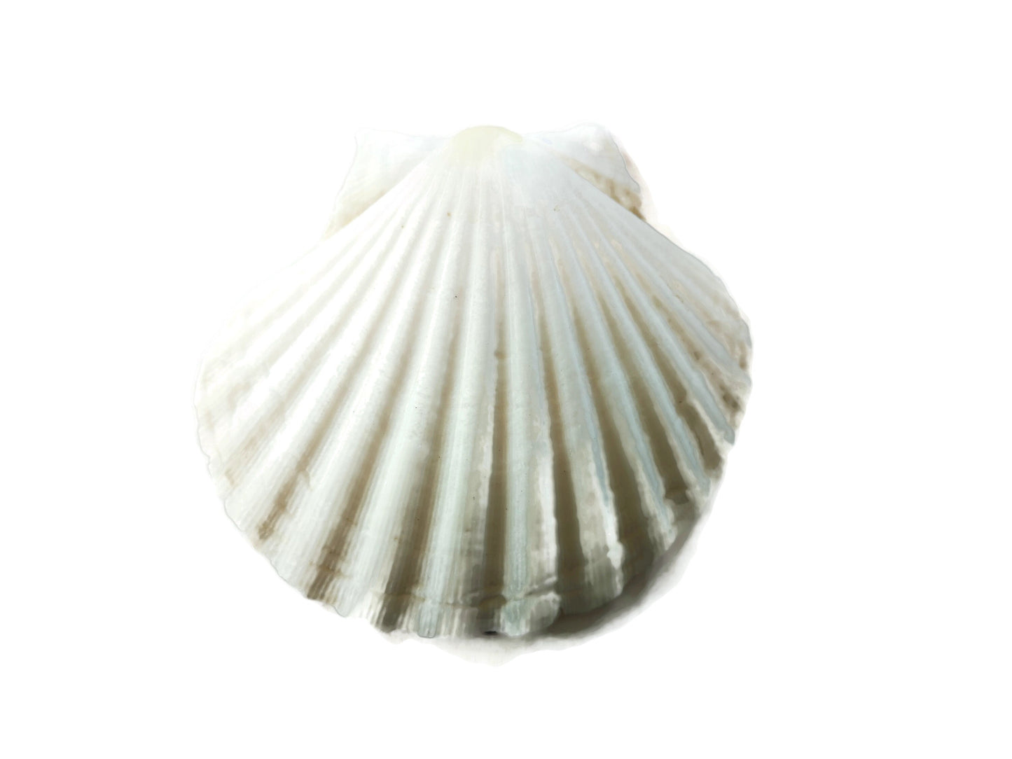 Extra Large Natural Sea Shell Fridge Magnets, Seashell Magnets For Refrigerator, Housewarming Gift For Women, Mom Birthday Gift Idea - Ceramica Ana Rafael