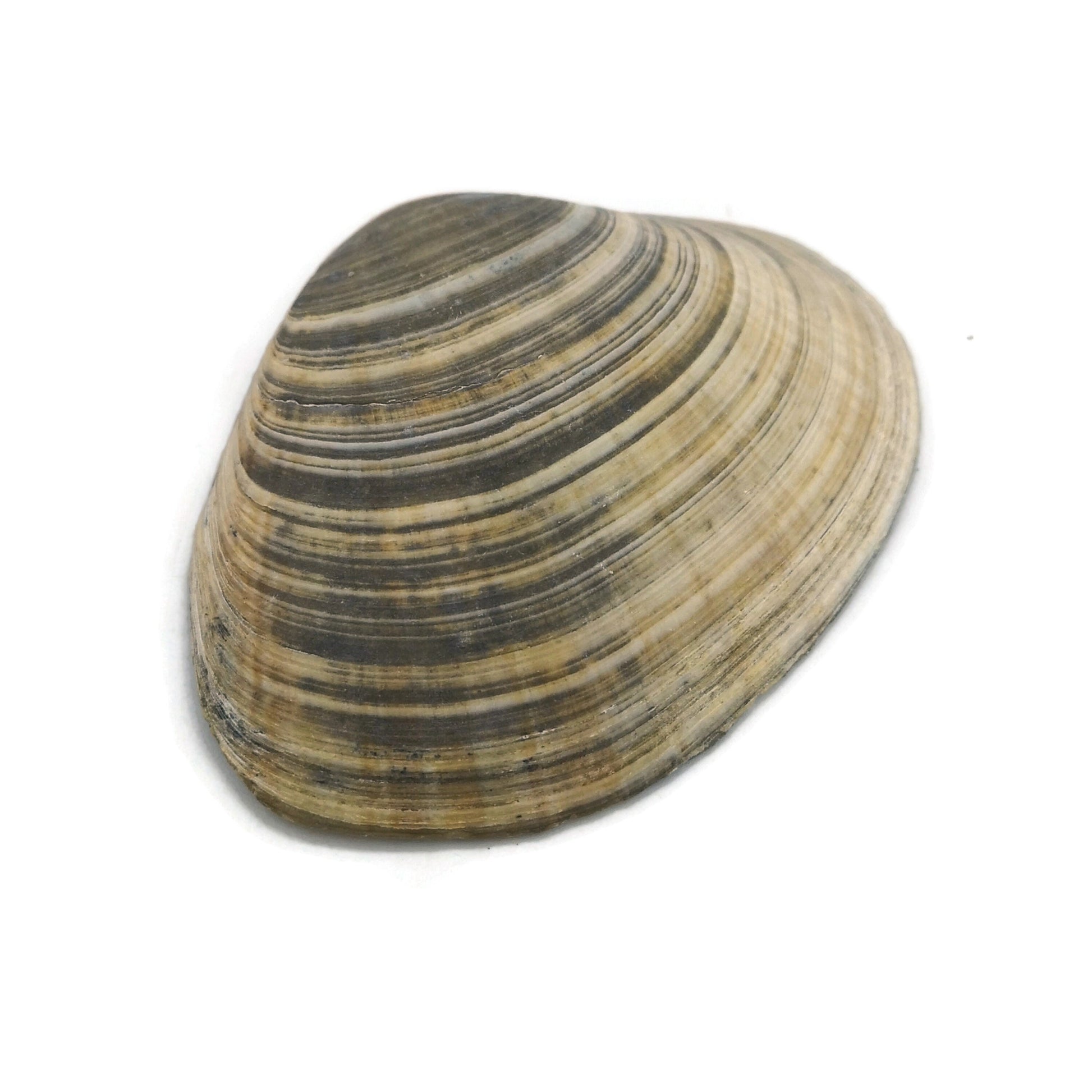 Big Natural Seashell Refrigerator Magnets For Kitchen Decor, Coastal Fridge Magnets, Christmas Stocking Stuffers Idea - Ceramica Ana Rafael