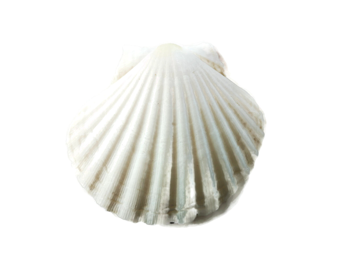 Extra Large Natural Sea Shell Fridge Magnets, Seashell Magnets For Refrigerator, Housewarming Gift For Women, Mom Birthday Gift Idea - Ceramica Ana Rafael