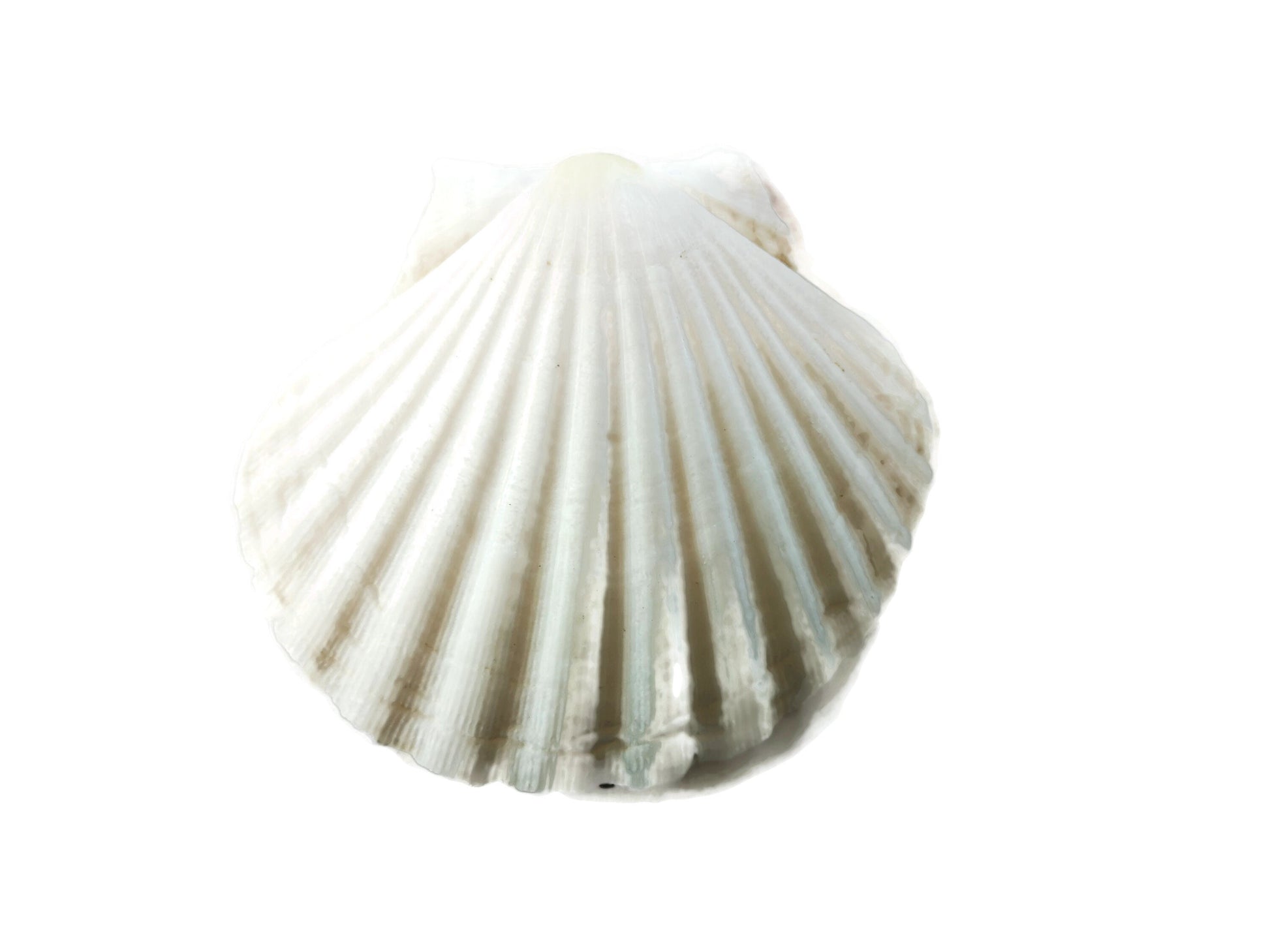 Extra Large Natural Sea Shell Fridge Magnets, Seashell Magnets For Refrigerator, Housewarming Gift For Women, Mom Birthday Gift Idea - Ceramica Ana Rafael