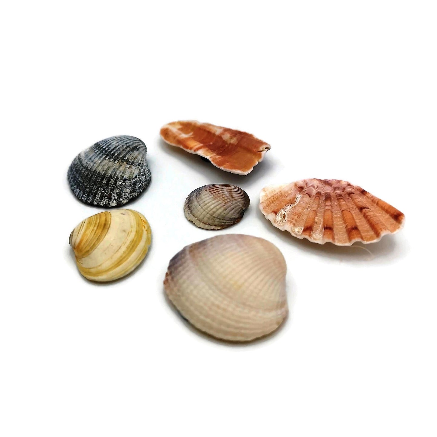 Sea Shells Magnets Set, Housewarming Gift For Men, Fridge Magnets, Mothers Day Gift For Grandma, Refrigerator Magnets - Ceramica Ana Rafael