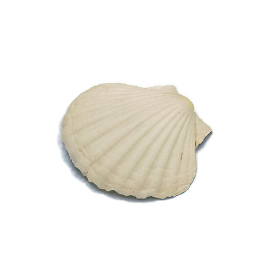 Extra Large Natural Sea Shell Fridge Magnets, Seashell Magnets For Refrigerator, Housewarming Gift For Women, Mom Birthday Gift Idea - Ceramica Ana Rafael