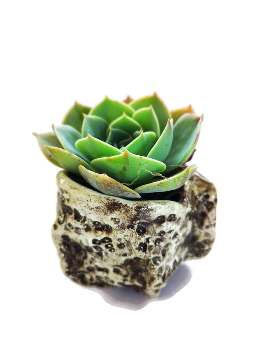 SMALL SUCCULENT POT, Ceramic Cute Vase, Modern Sculptural Textured Cactus Planter For Farmhouse Decor Neutral Small Gifts - Ceramica Ana Rafael