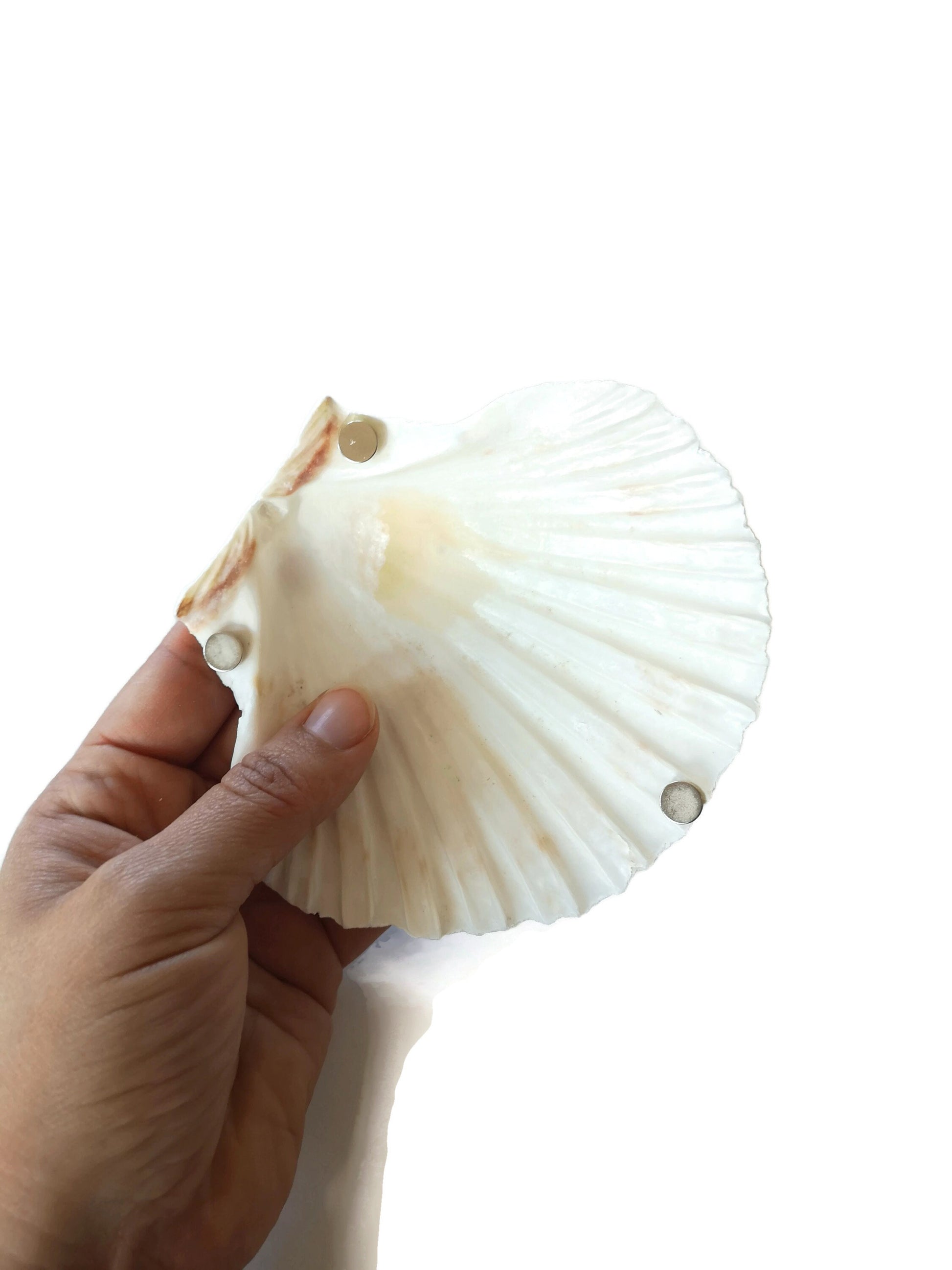 Extra Large Natural Sea Shell Fridge Magnets, Seashell Magnets For Refrigerator, Housewarming Gift For Women, Mom Birthday Gift Idea - Ceramica Ana Rafael