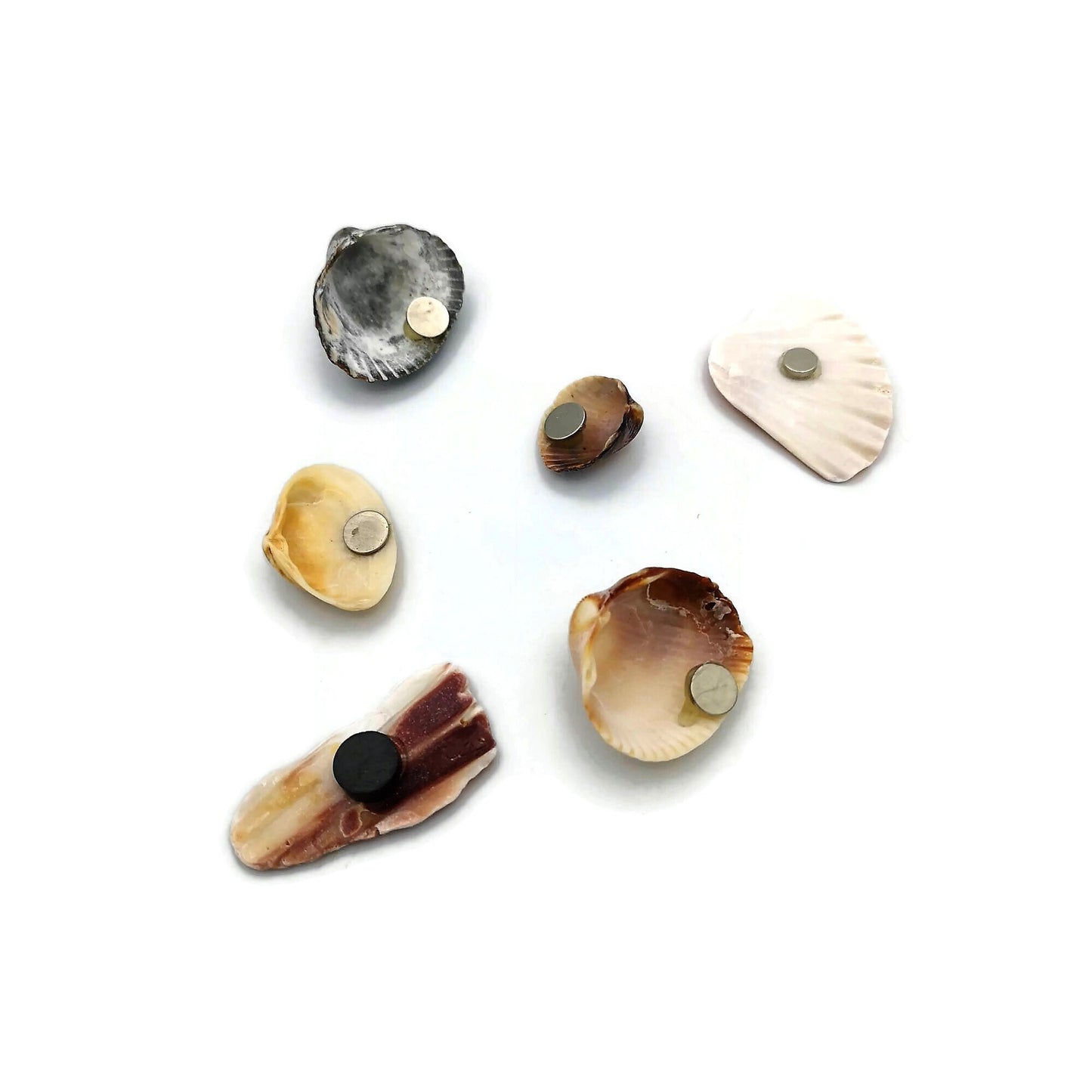 Sea Shells Magnets Set, Housewarming Gift For Men, Fridge Magnets, Mothers Day Gift For Grandma, Refrigerator Magnets - Ceramica Ana Rafael