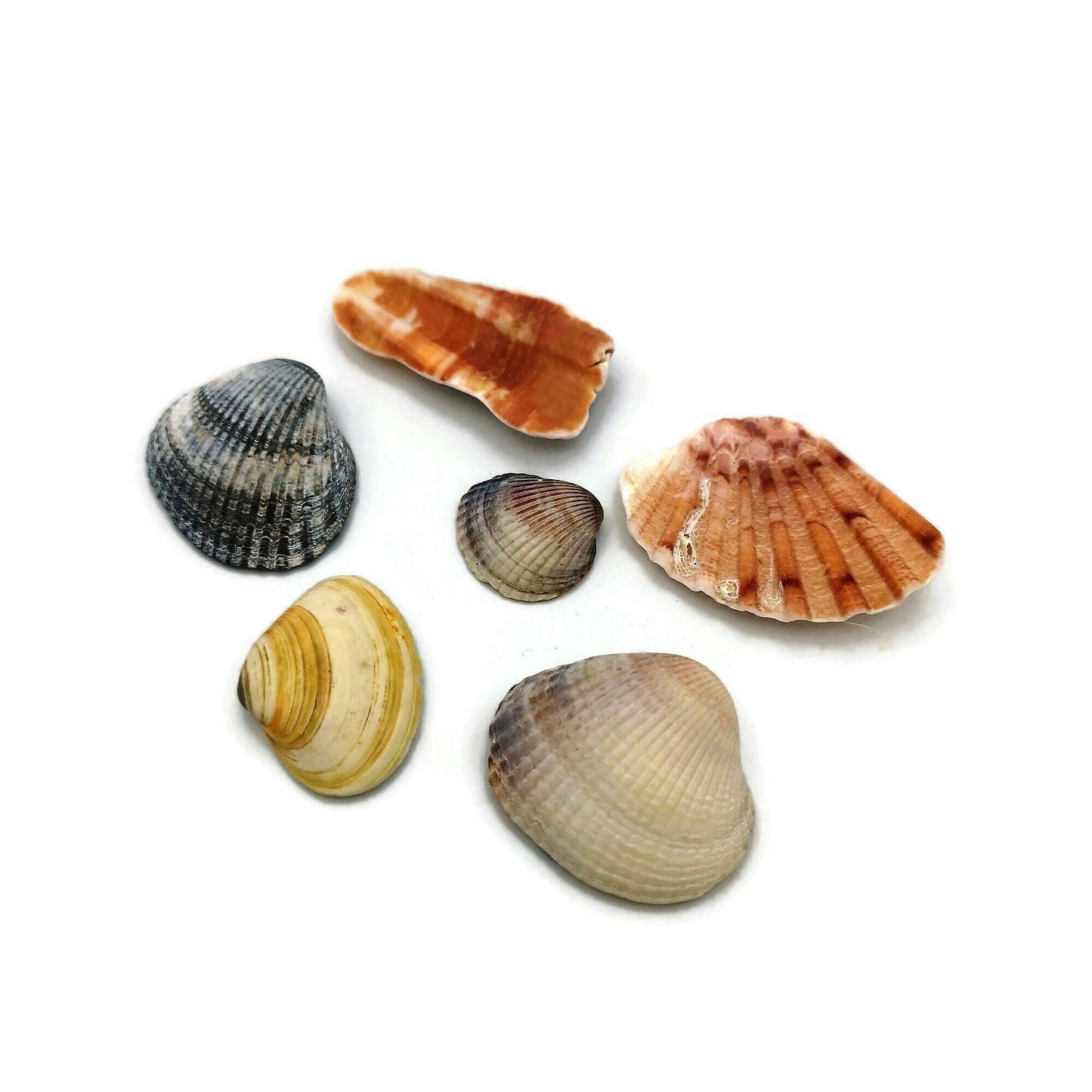 Sea Shells Magnets Set, Housewarming Gift For Men, Fridge Magnets, Mothers Day Gift For Grandma, Refrigerator Magnets - Ceramica Ana Rafael